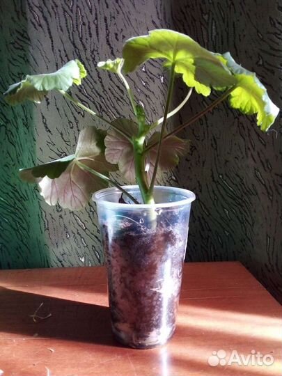 Герань (пеларгония), пеларгония королевская