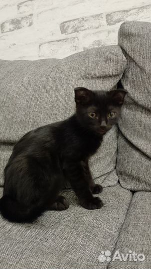 Вислоухий котик в добрые руки