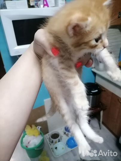 Котята мейн-кун метис