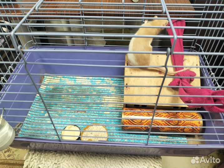 Домашние животные