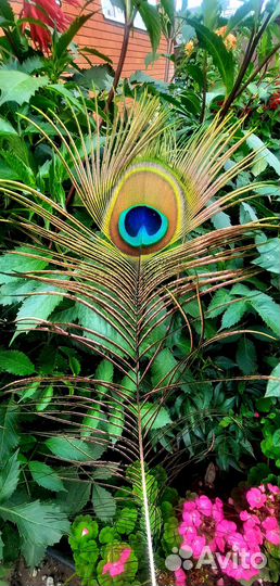 Перо павлина