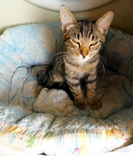 Котенок в добрые руки