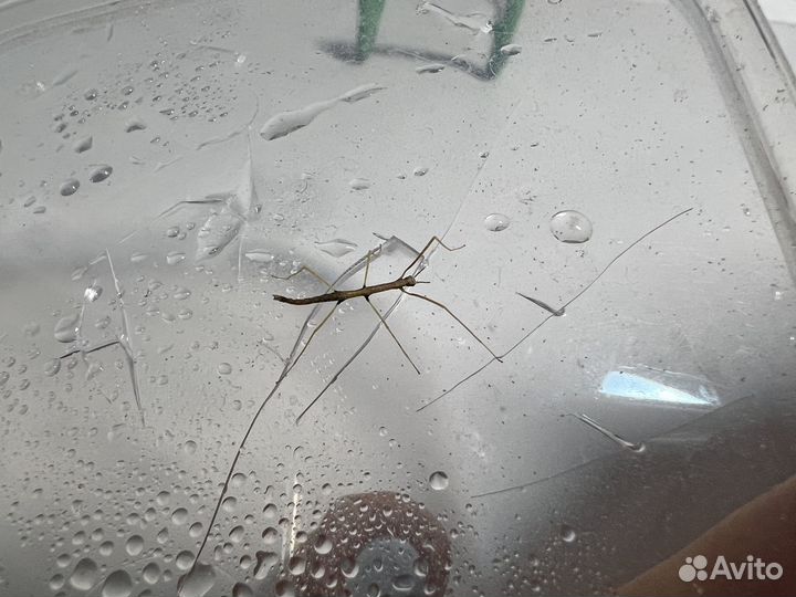 Палочники малыши