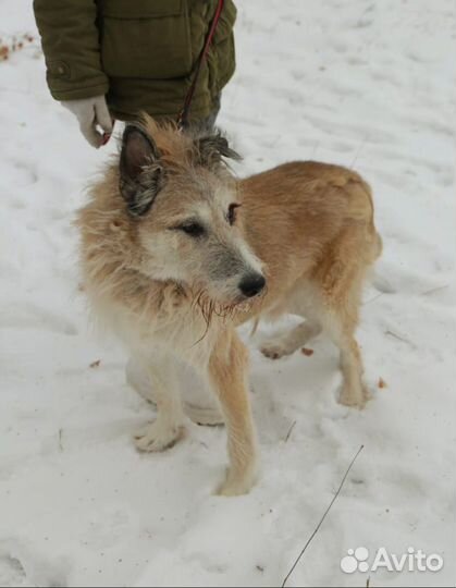 Старенький пес заслужил дом