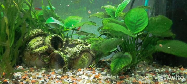 Аквариум с рыбами и растениями 60 л