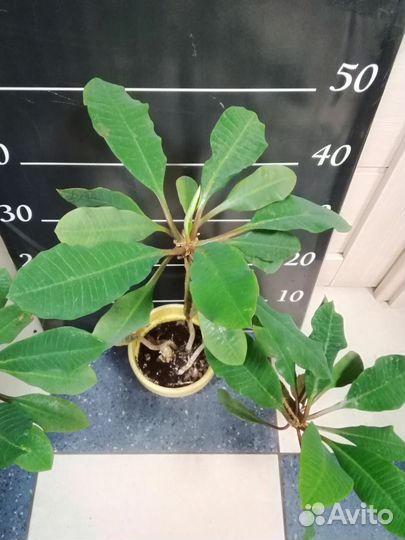 Молочай,эуфорбия