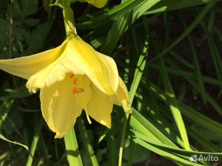 Многолетки