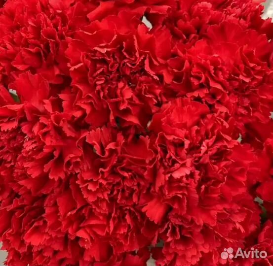 Гвоздика красная