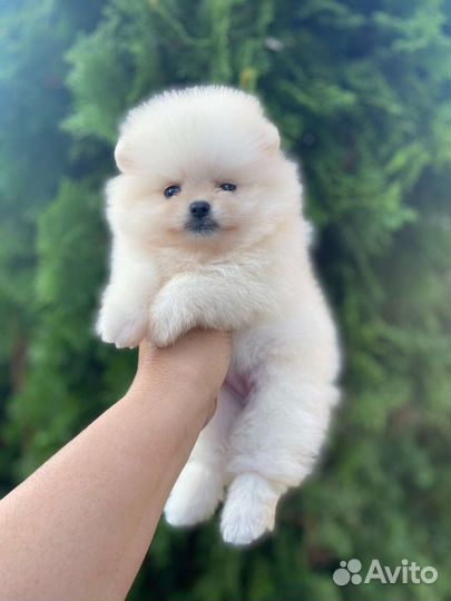 Померанский шпиц микро девочка