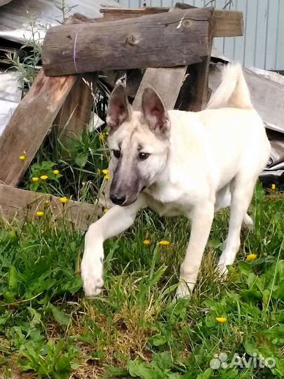 Щенки западно-сибирские лайки