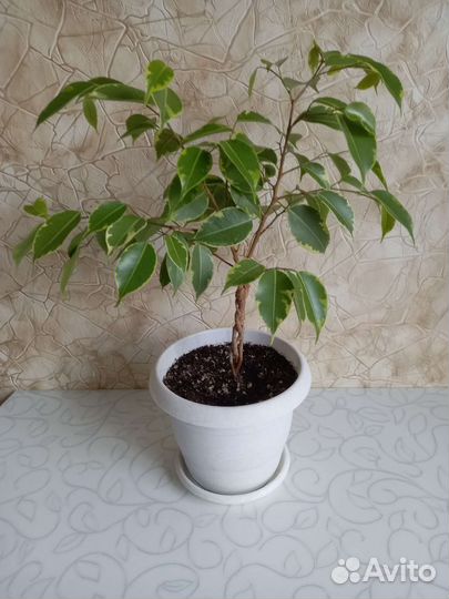 Фикус Бенджамина Голден Кинг (бонсай)