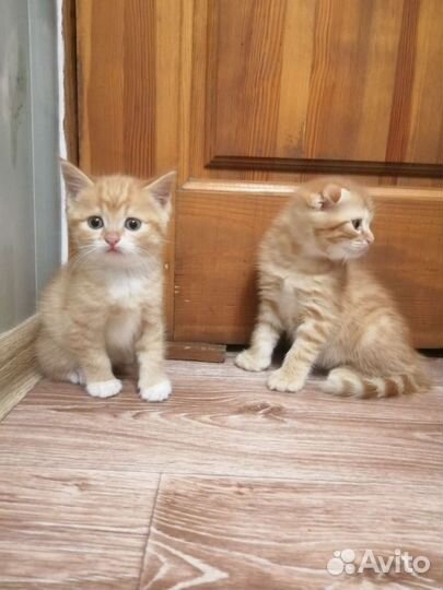 Шотландские вислоухие прямоухие котята