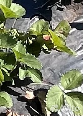 Саженцы -Земляники ремонтантной. (клубника )