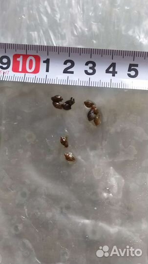 Улитки, ряска малая