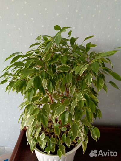 Фикус бенджамина Кинки