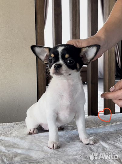 Чихуахуа триколор