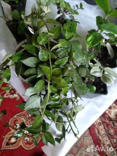 Домашние цветы