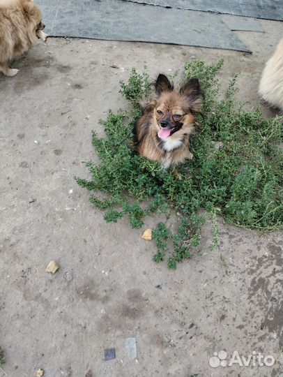 Помесь шпица