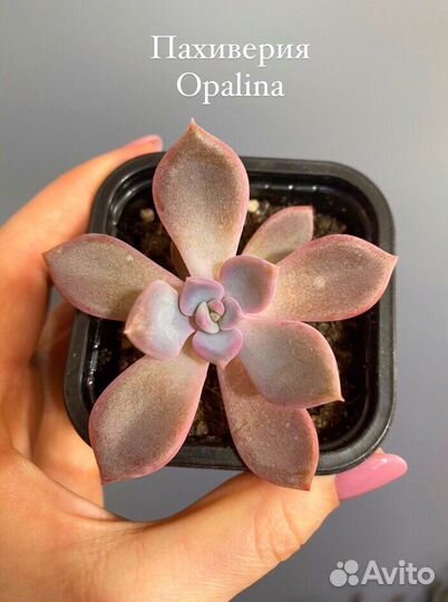 Суккуленты большой выбор