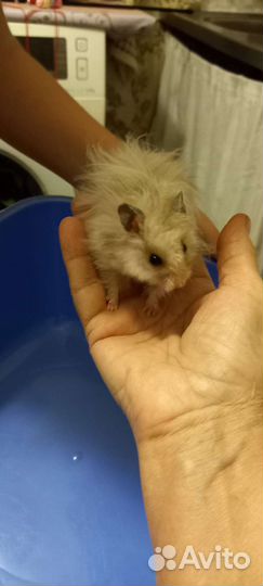 Сирийские мальчики и девочки 2,5мес и 8 мес