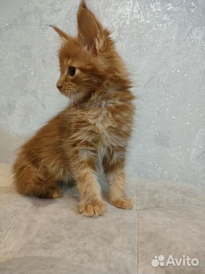 Котята Мейн-кун