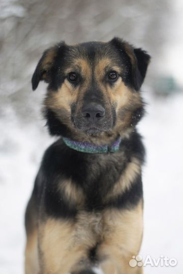 Почти овчарка, только размером поменьше