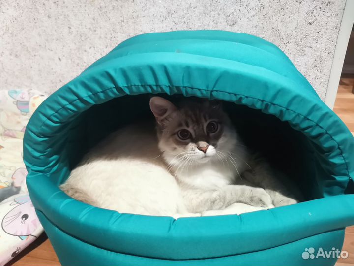 Кошка в дар бесплатно