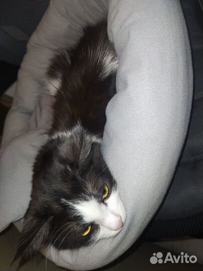 Когтеточка Лежанка для кошек Игрушка