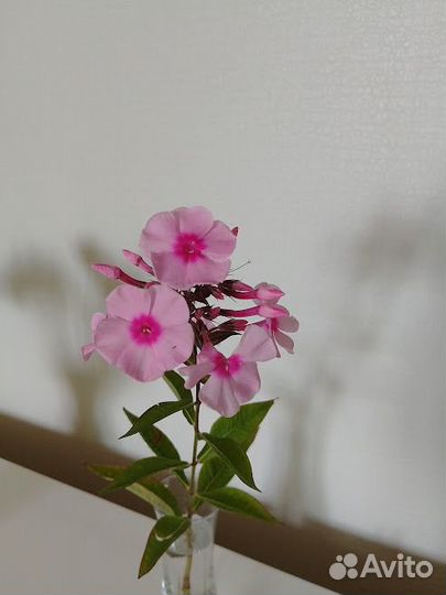 Растения для сада. г. Пушкин