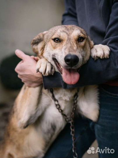 Собаки бесплатно