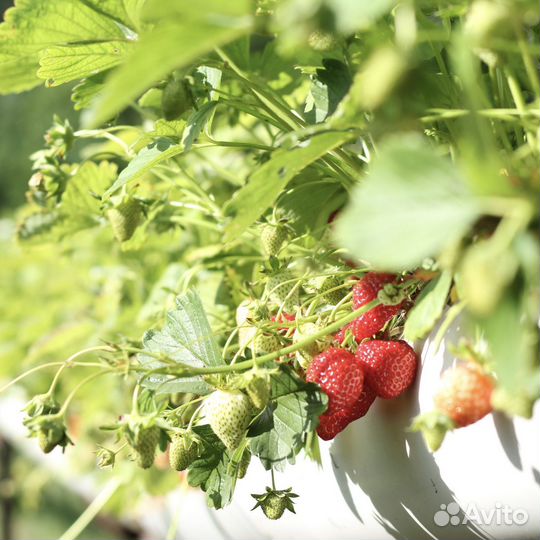 Рассада клубники гигантелла, в кассете 54 ячейки