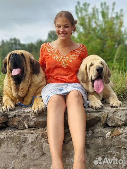 Щенок испанского мастифа