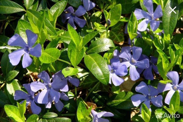 Саженцы Сумах и барвинок