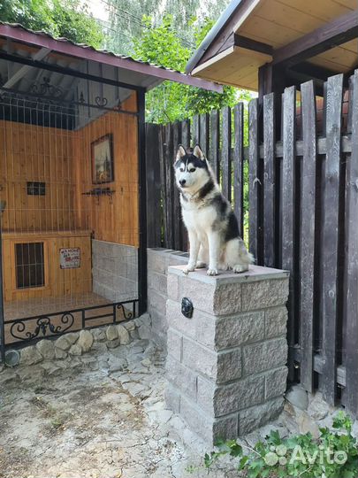 Вязка Сибирский хаски