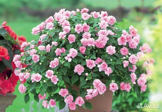 Бальзамин ванька мокрый