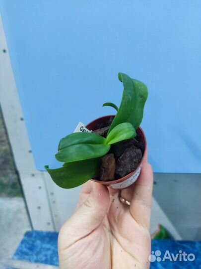 Орхидея. Гастрохилус. Gastrochilus obliquus