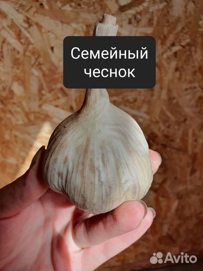 Элитные сорта чеснока.Осенняя посадка