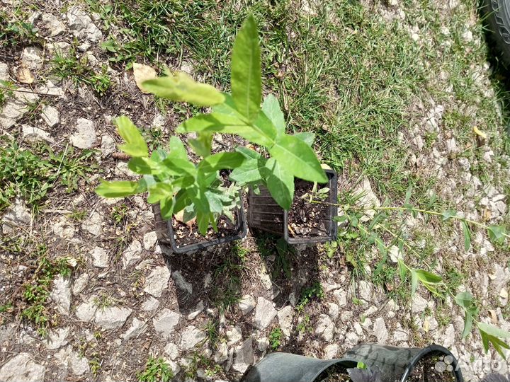 Рассада цветов