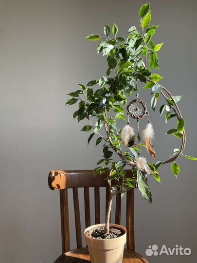 Фикус Бенджамина