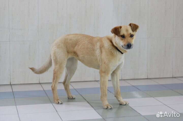 Кира в семью,стерилизована