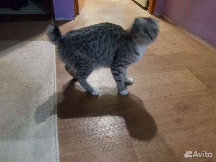 Кошка котята