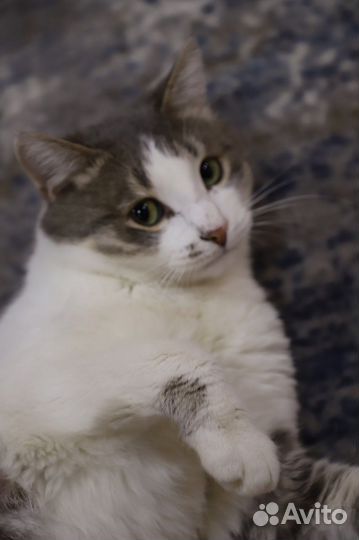 Спасите Пашеньку. Молодой котик ищем дом