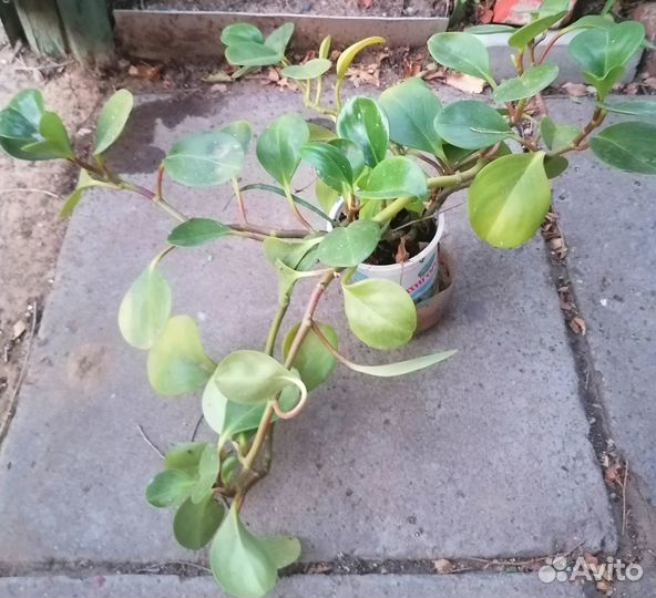 Толстянка (денежное дерево), молочай