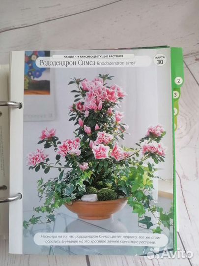 Энциклопедия Цветы дома шаг за шагом