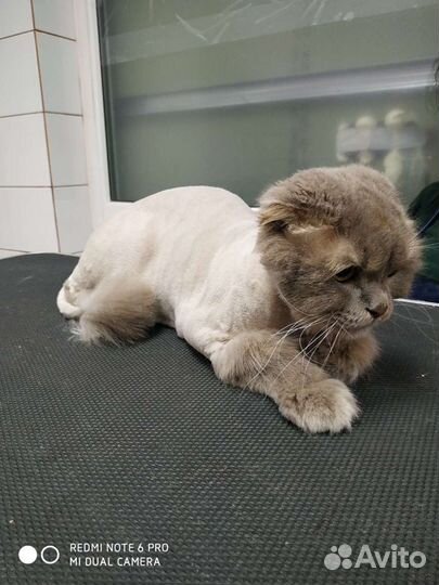 Стрижка собак и кошек