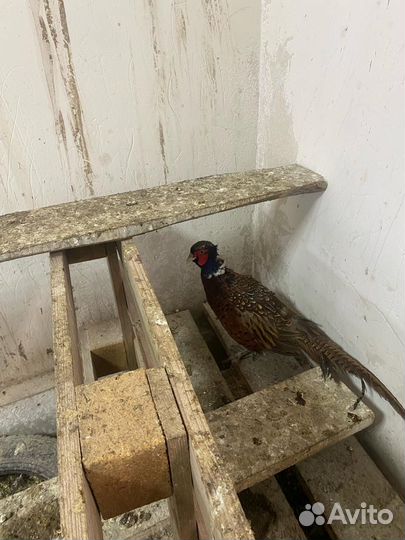 Фазан охотничий