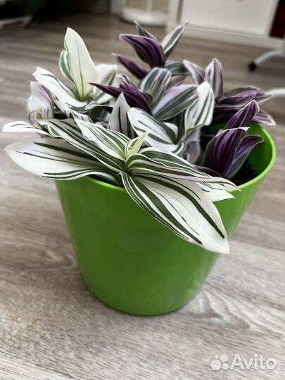 Традесканция белая и розовая