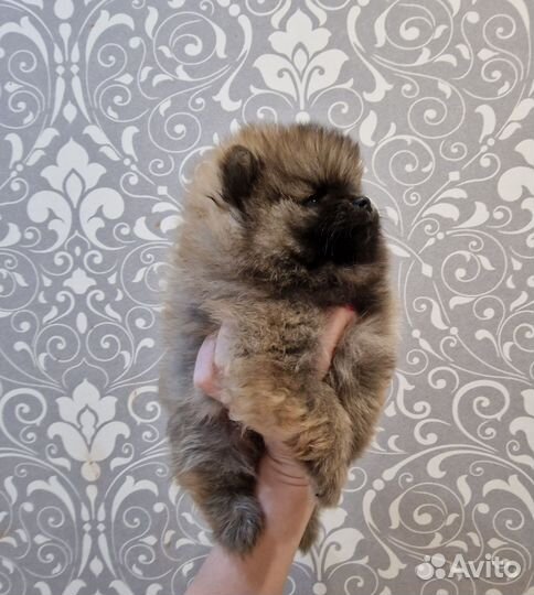 Померанский шпиц мальчик и девочка