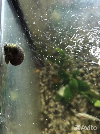 Улитки аквариумные ампулярии