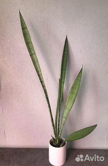 Сансевиерии